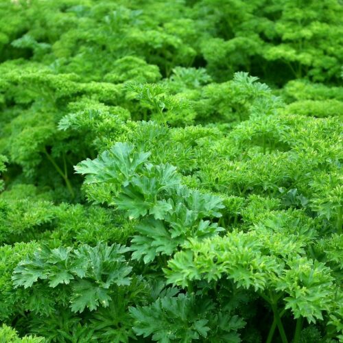 parsley-gf9cf0dfc9_1280