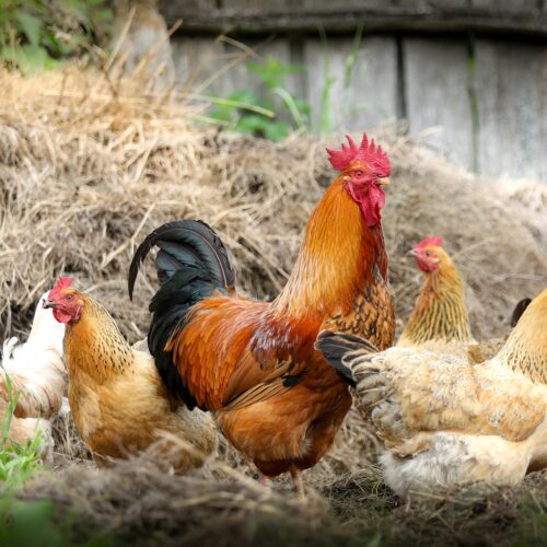 chickens-2522623_1920